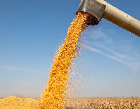 A farmer harvesting corn in a field with modern equipment, representing asset finance support for agricultural machinery and operations